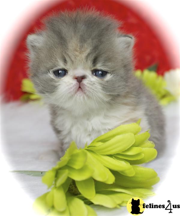 centralparkpersians Picture 2